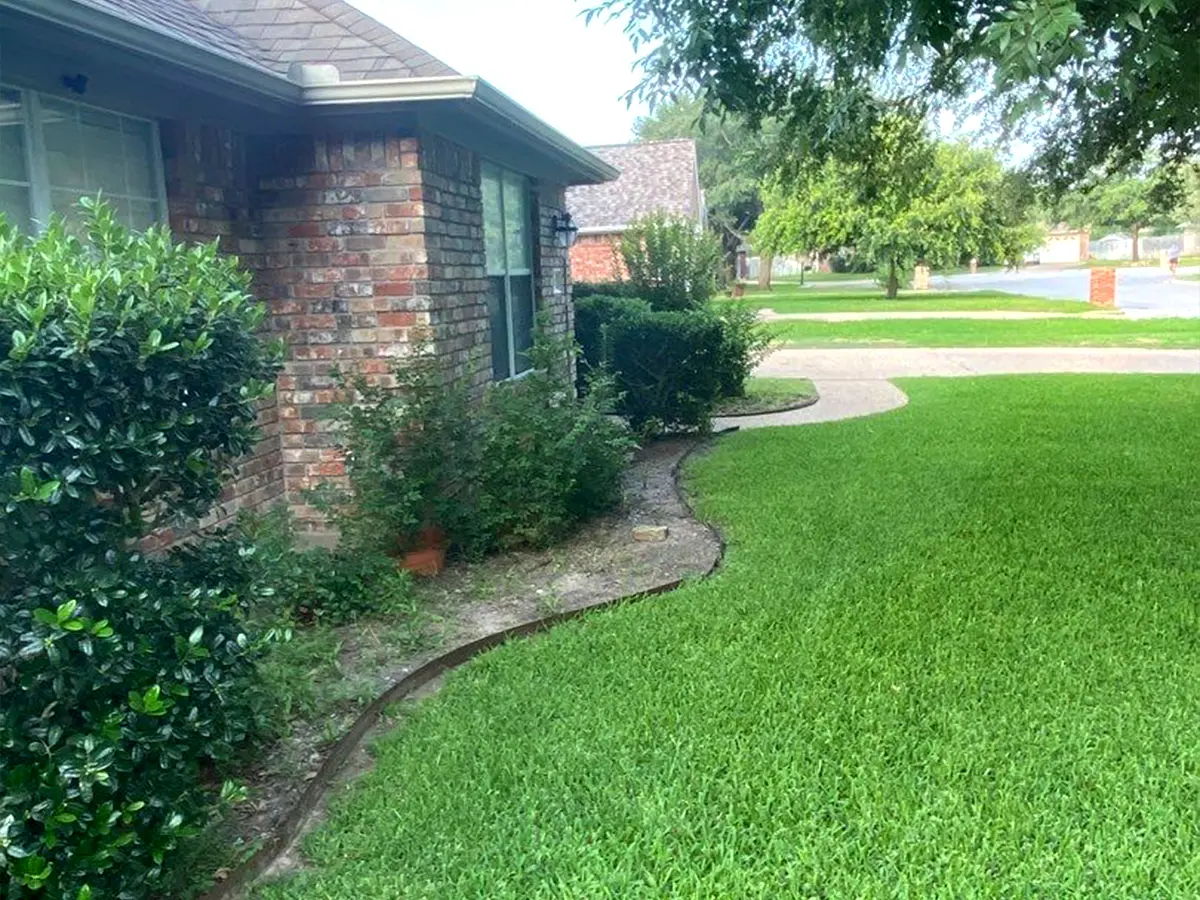A lawn and a small landscaping project with overgrown weeds around the house
