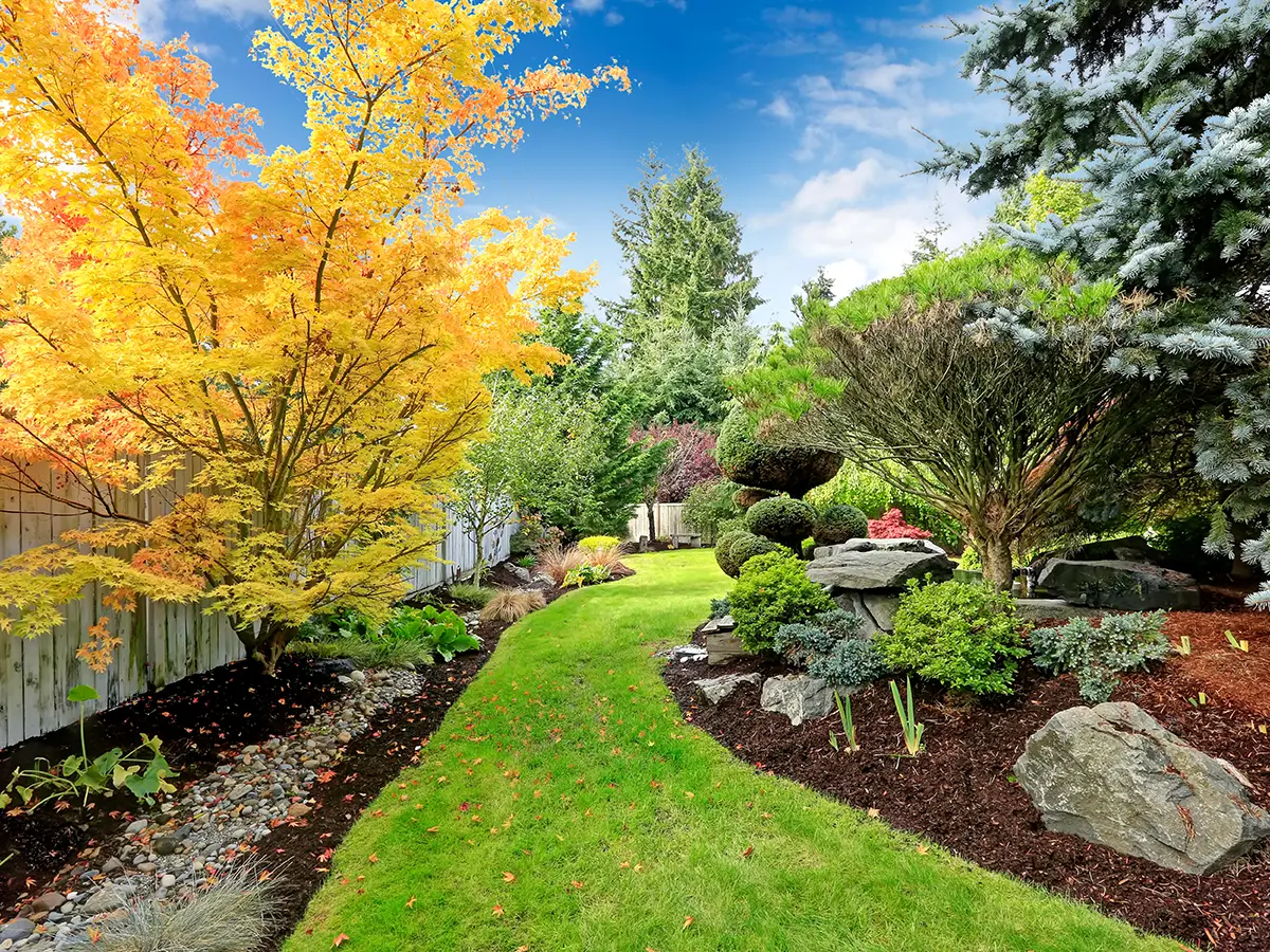 A beautiful backyard with a nice lawn, boulders, gravel, trees, and plants