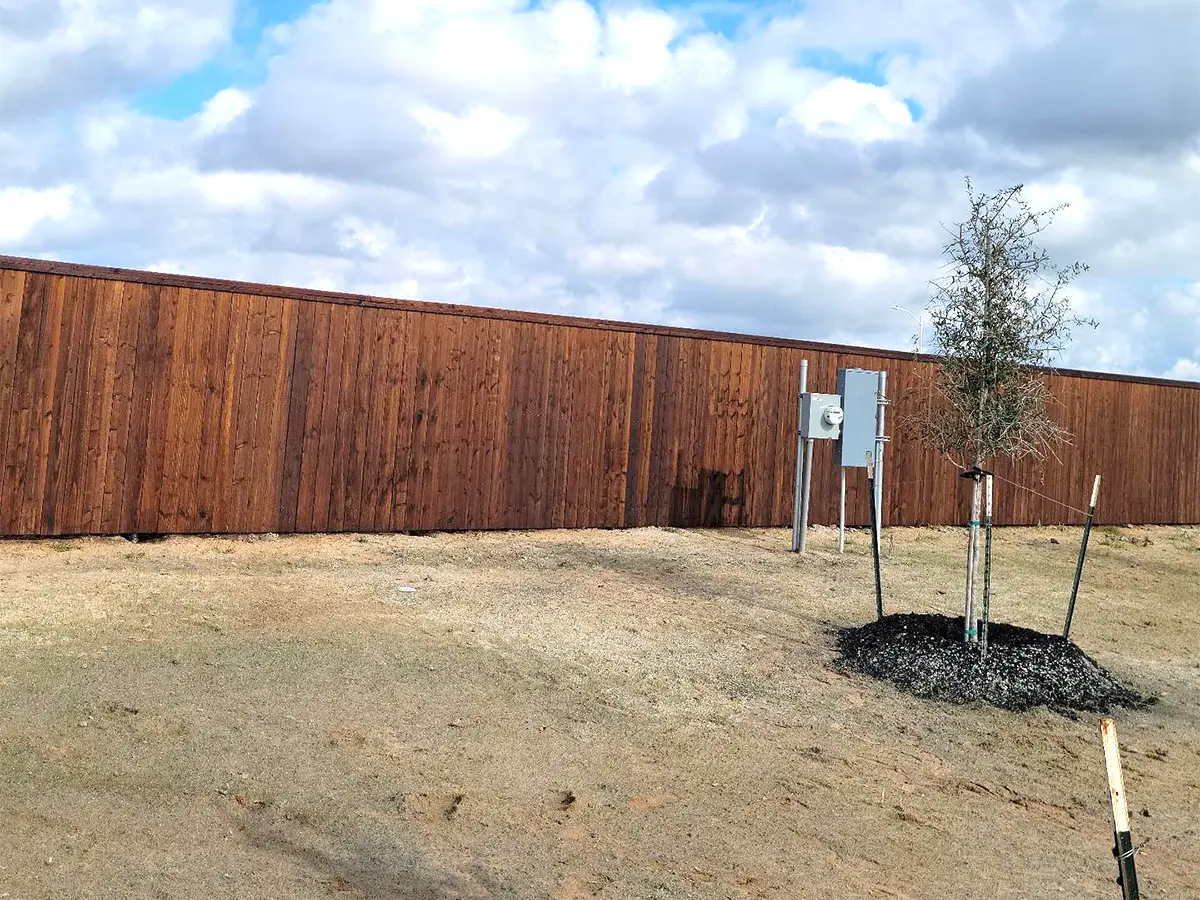 A cedar privacy fence and a small tree planted near it