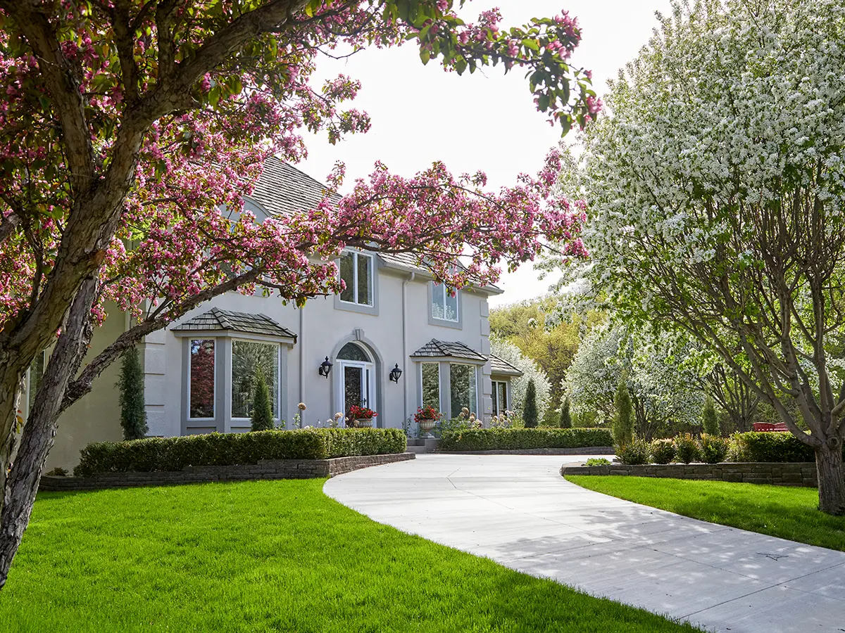 A front yard lawn with a concrete driveway