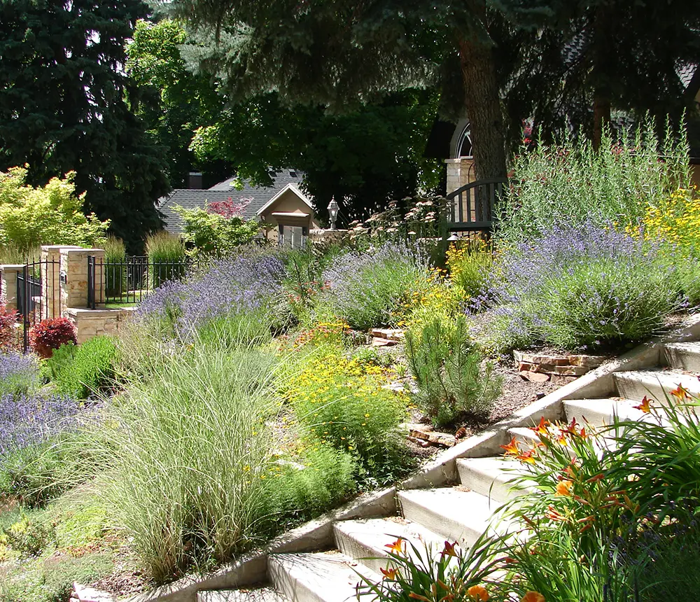 draught-tolerant plants and a set of concrete stairs