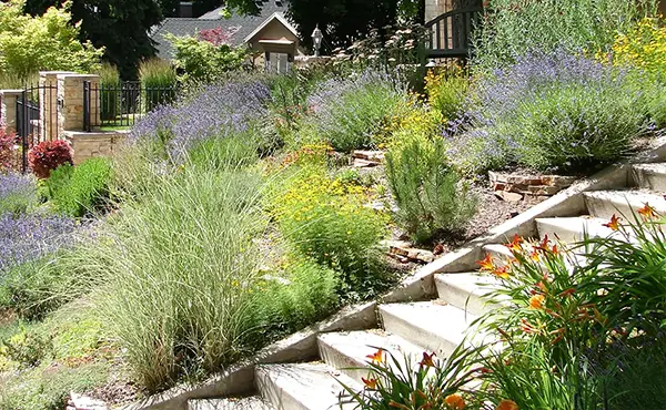 Xeriscaping plants with a set of concrete stairs in Brazos County, TX