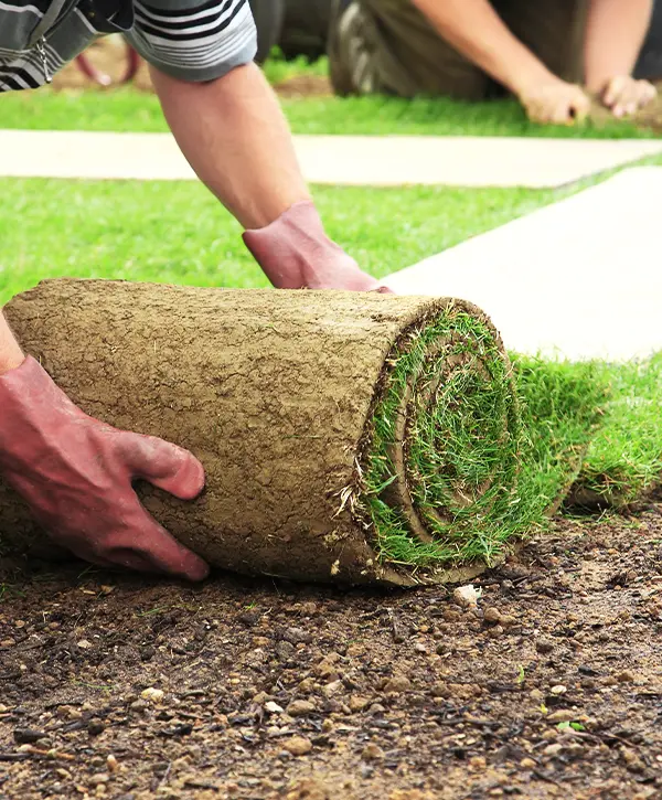 Landscaping Man Rolling Turf Gras in Bryan Texas