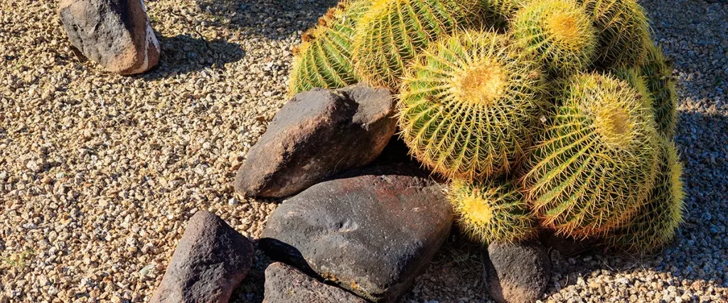 Golden barrel cactus cluster surrounded by gravel and lava rocks in a low-maintenance desert landscape.