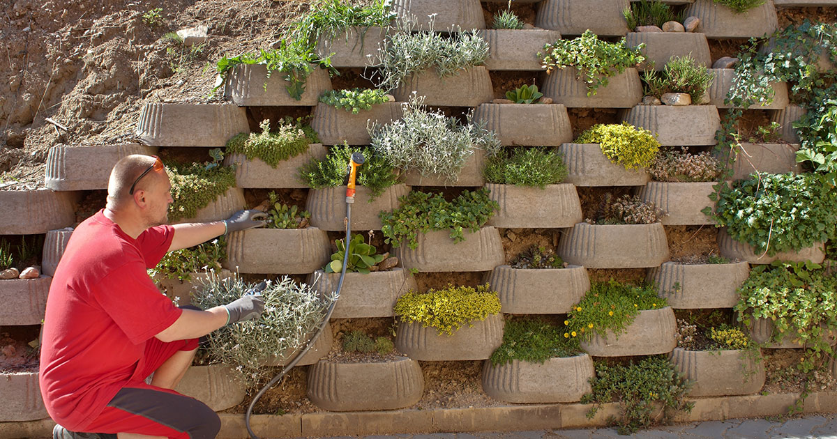 Man tending a vertical garden with tiered concrete retaining wall blocks planted with succulents and greenery