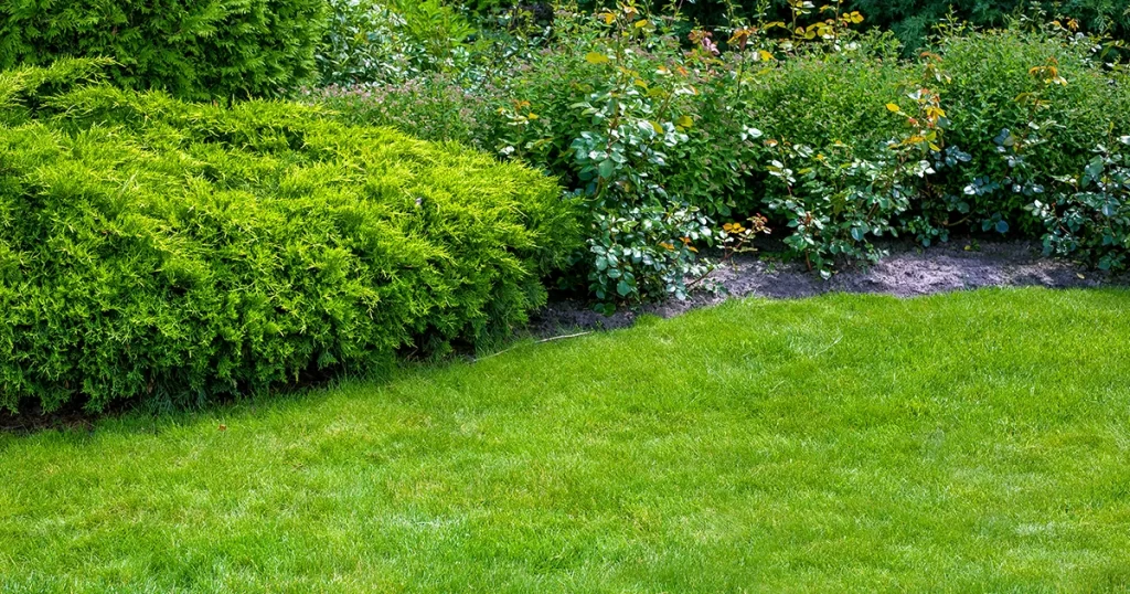 A vibrant, healthy green lawn under full sun, showcasing the results of proper fertilization and lawn care