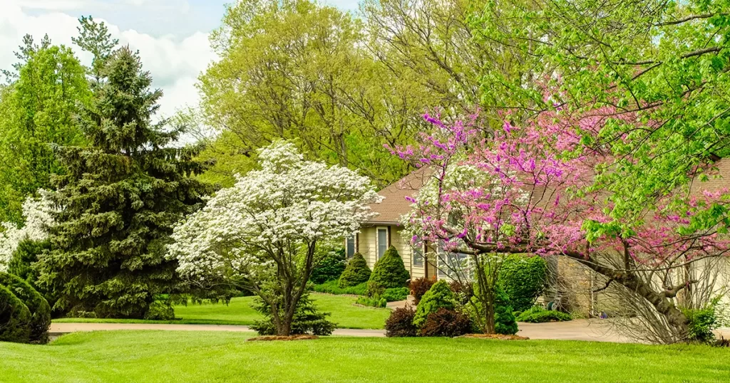 Backyard with flowering trees and dense green canopy offering shade and curb appeal
