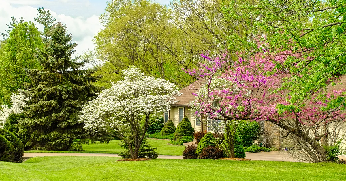 Backyard with flowering trees and dense green canopy offering shade and curb appeal