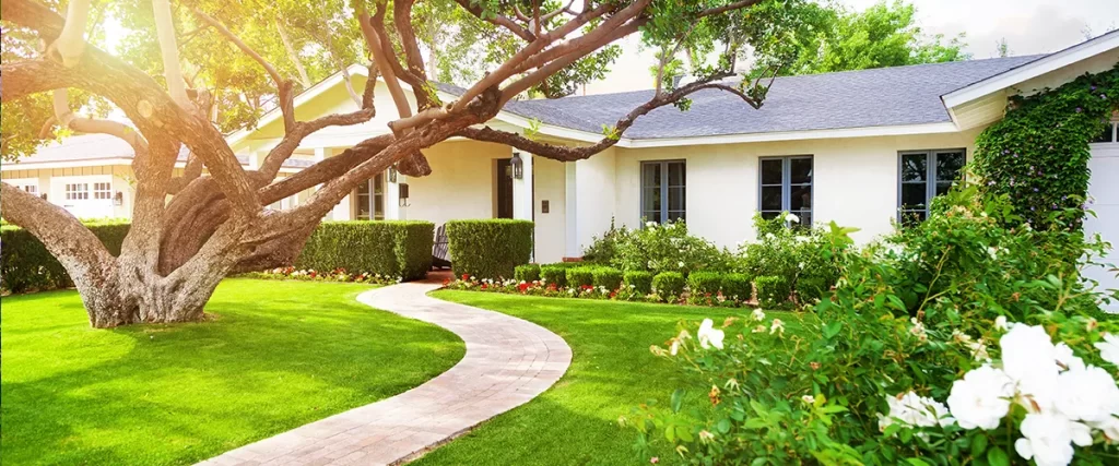 Mature shade tree arching over a curved walkway in a sunny front yard
