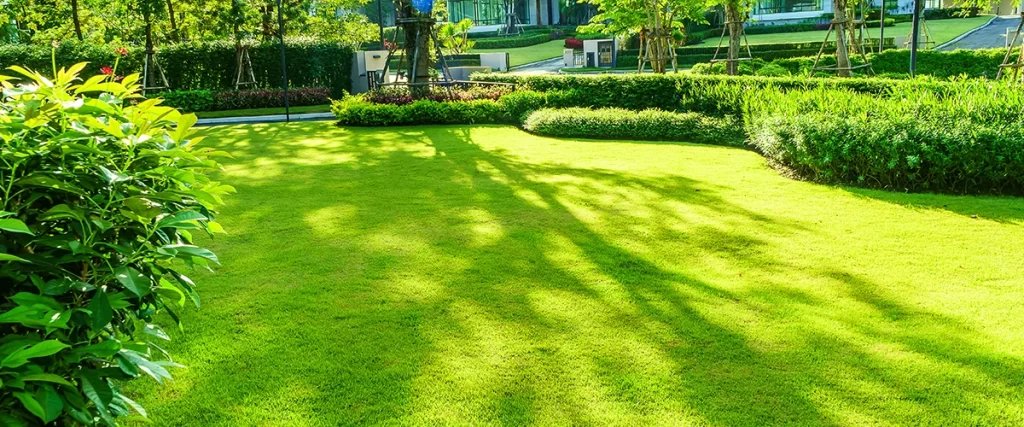 A thick green lawn bordered by healthy shrubs and flower beds, illustrating the effect of consistent fertilization