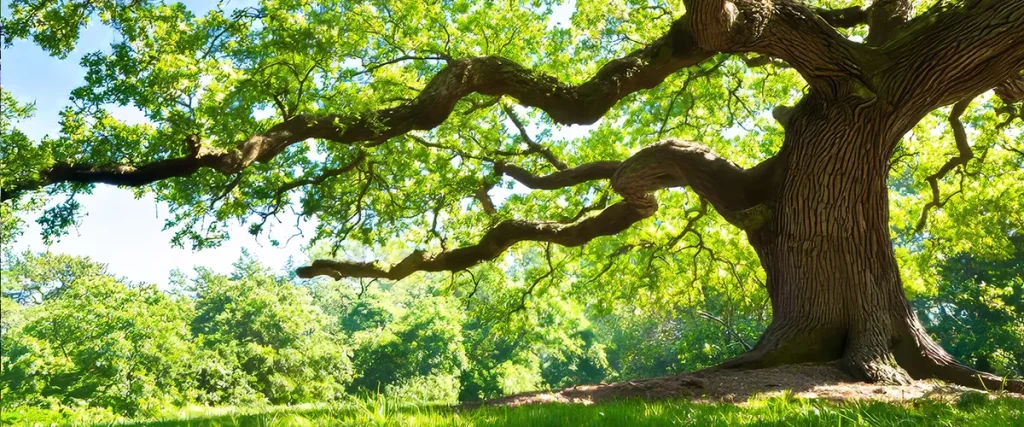 Close-up of a massive shade tree with widespread canopy and thick trunk, the best trees for shade