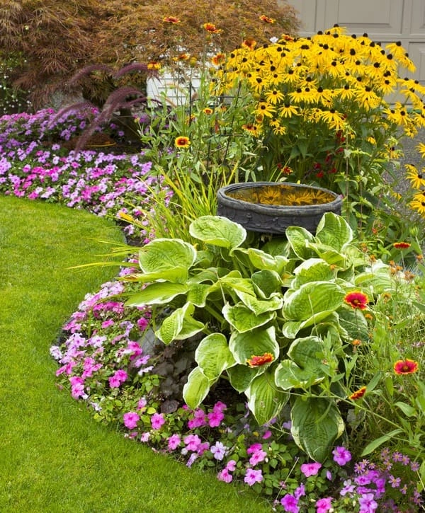 A lush residential garden bed featuring yellow Black-eyed Susans, hostas, and pink petunias, showcasing professional landscape design in Creek Meadows, College Station, TX.