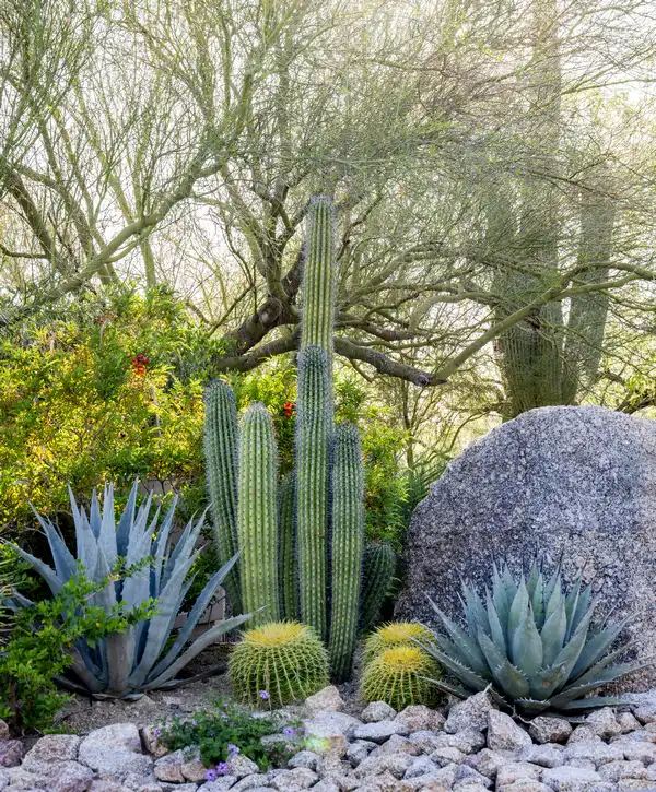 A desert xeriscaping garden in Castlegate, TX featuring tall Saguaro cacti, blue agave plants, and golden barrel cacti set against natural boulders and a wash of river rock.