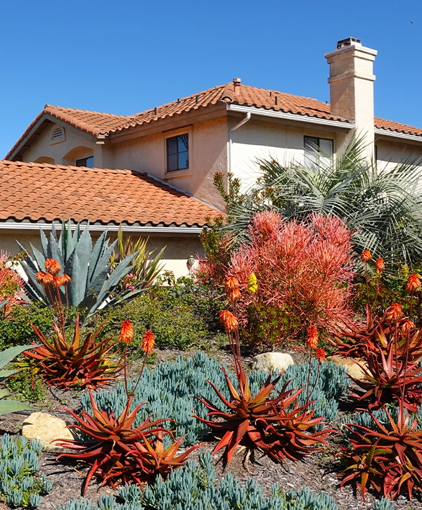 Desert xeriscape front yard with succulents, aloe plants, and drought-tolerant landscaping in front of a suburban home